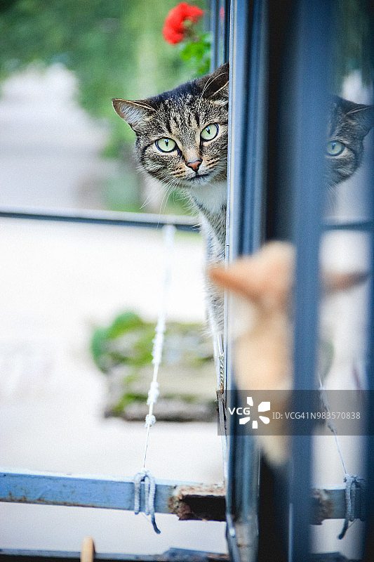 偷看镜头的猫图片素材