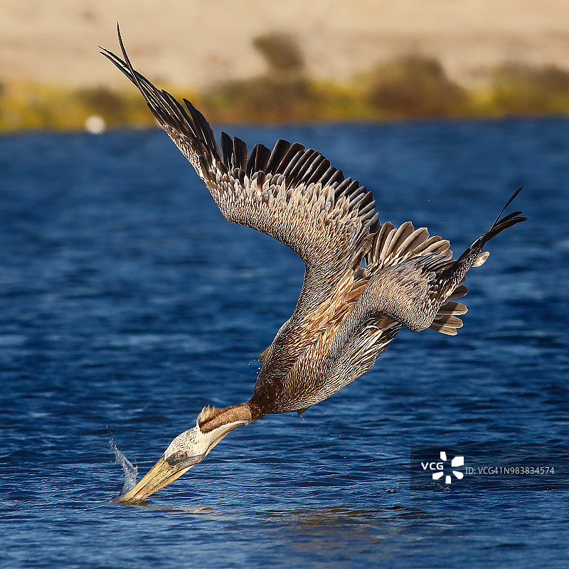褐鹈鹕潜水图片素材