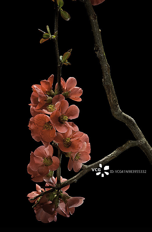 木瓜花（皱皮木瓜、中国木瓜、日本木瓜）图片素材