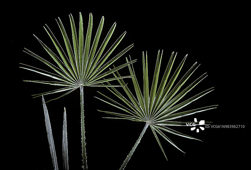 银色矮棕榈图片素材