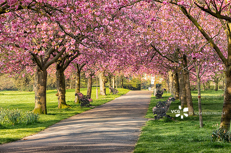 格林威治公园的樱花图片素材