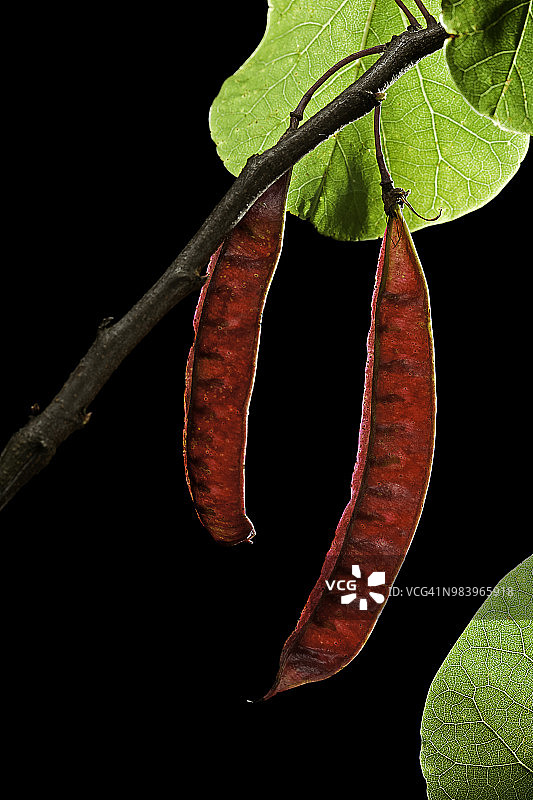 紫荆树果实图片素材