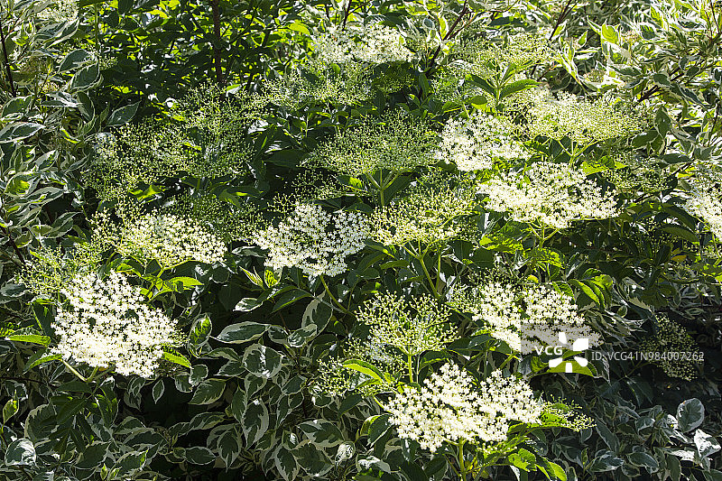 接骨木的花蕾和花朵图片素材
