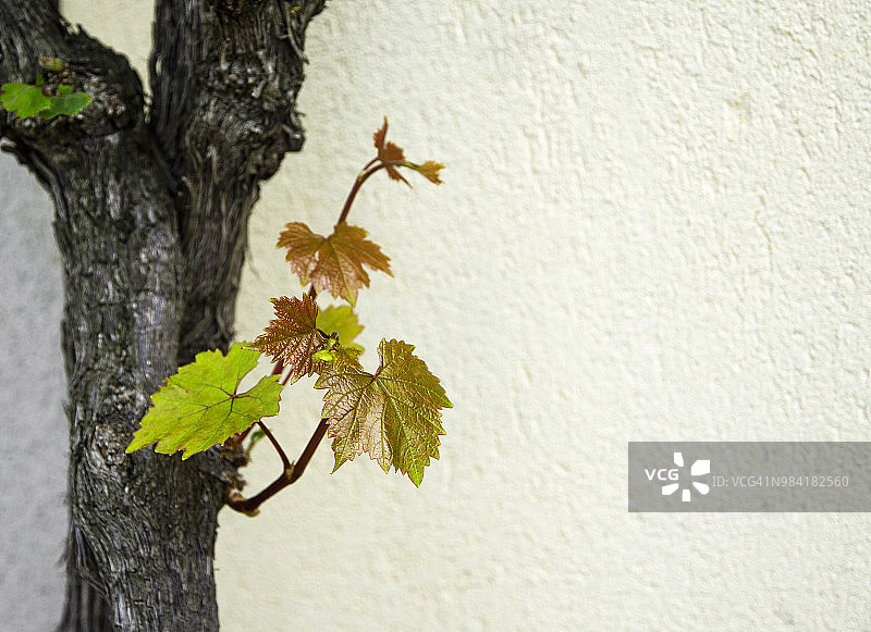老藤植物的新叶特写图片素材