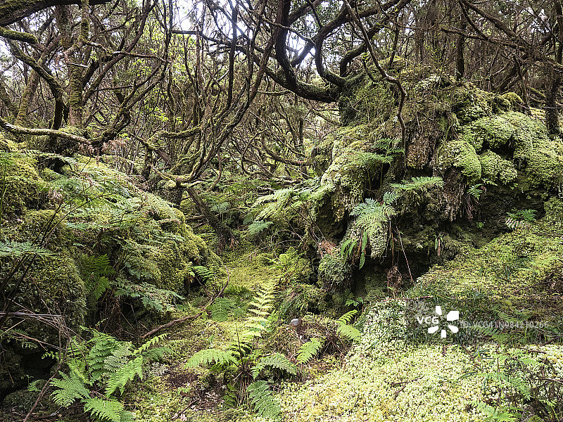 葡萄牙亚速尔群岛特塞拉岛的春季热带雨林全景，有树木（Erica azorica）图片素材