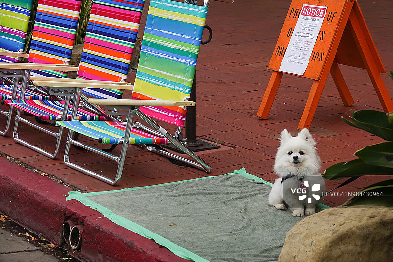 游行路线上的小狗图片素材