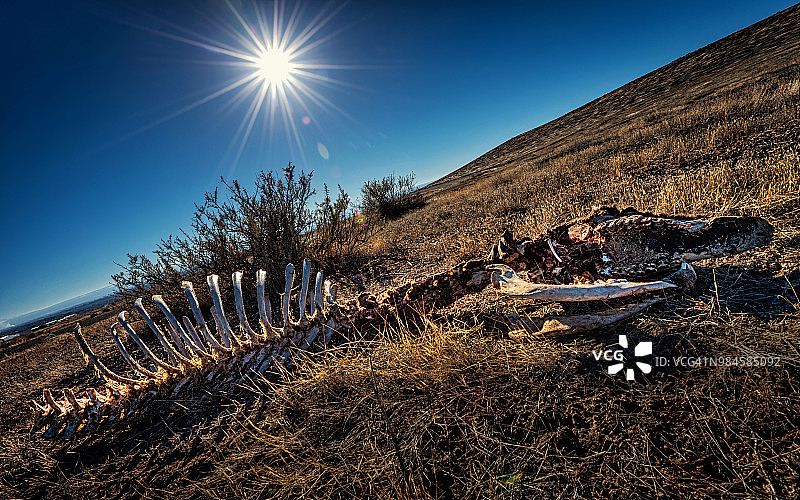 田野里的牛骨图片素材