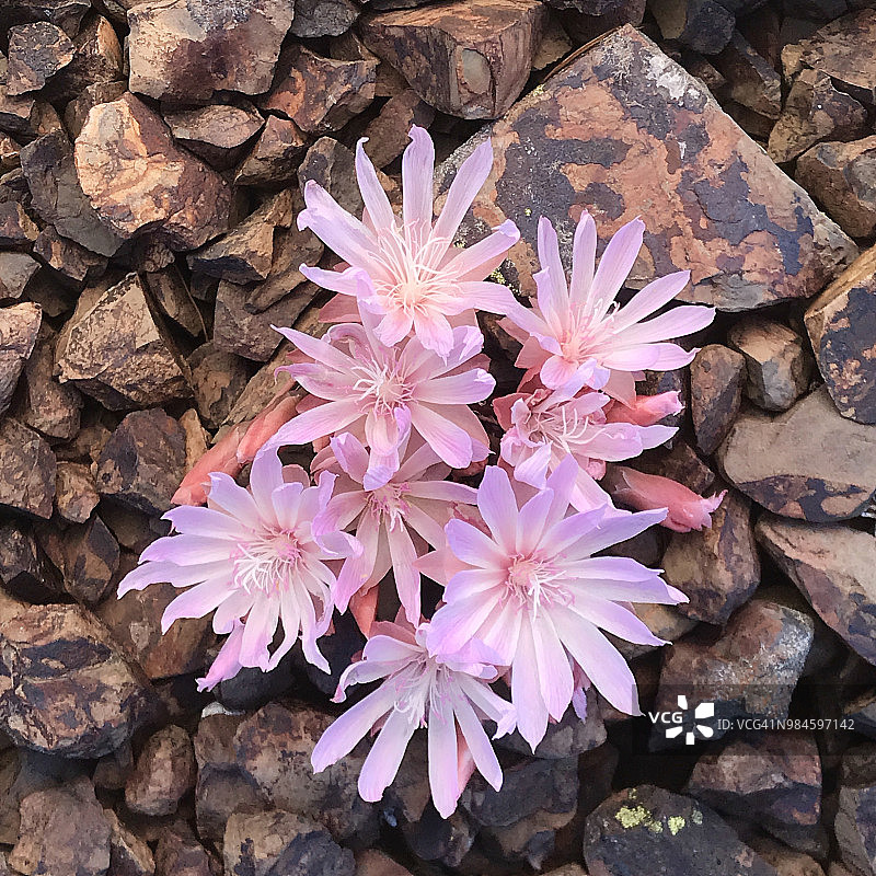 六月盛开的红根苦草图片素材