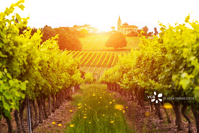 法国加斯科涅的日落葡萄园图片素材