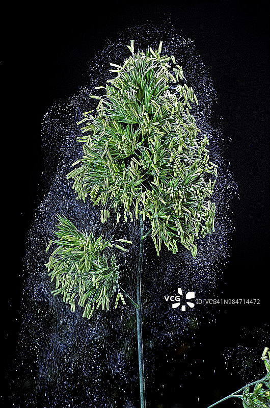 鸭茅草——风媒传粉图片素材