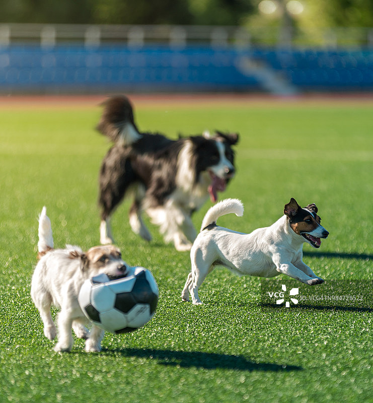狗狗玩足球图片素材