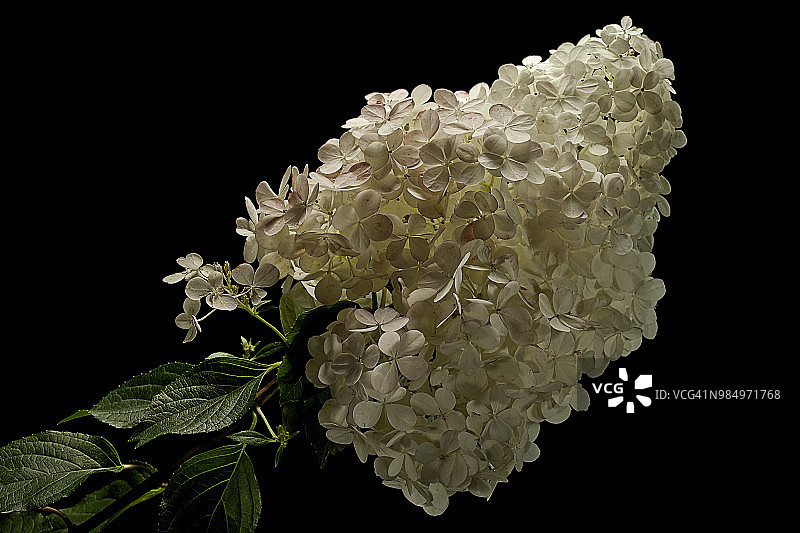 圆锥绣球花“香草草莓”图片素材