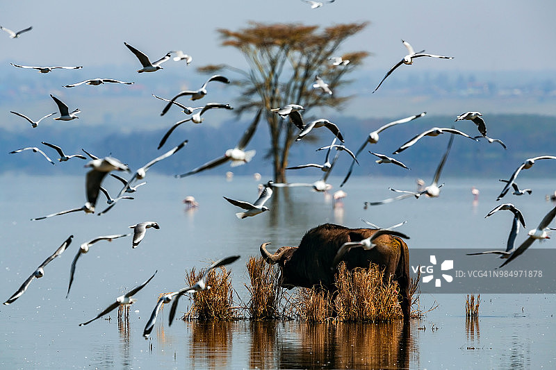 纳库鲁湖的非洲水牛，有火烈鸟和光秃秃的金合欢树图片素材