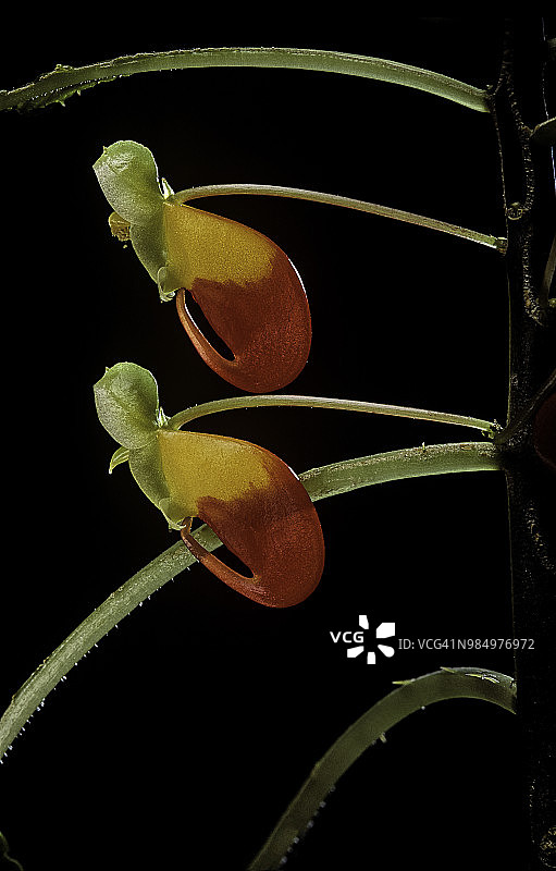 鹦鹉凤仙花图片素材