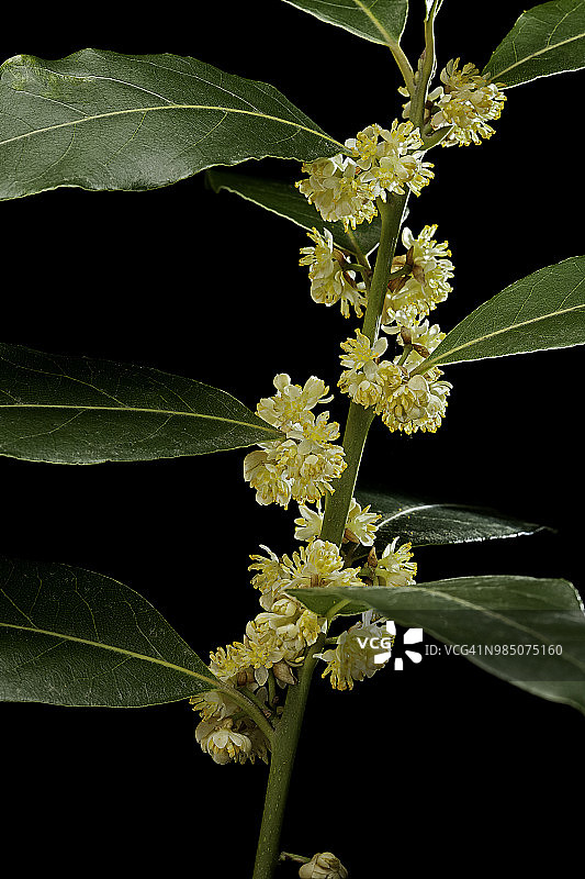 月桂树图片素材