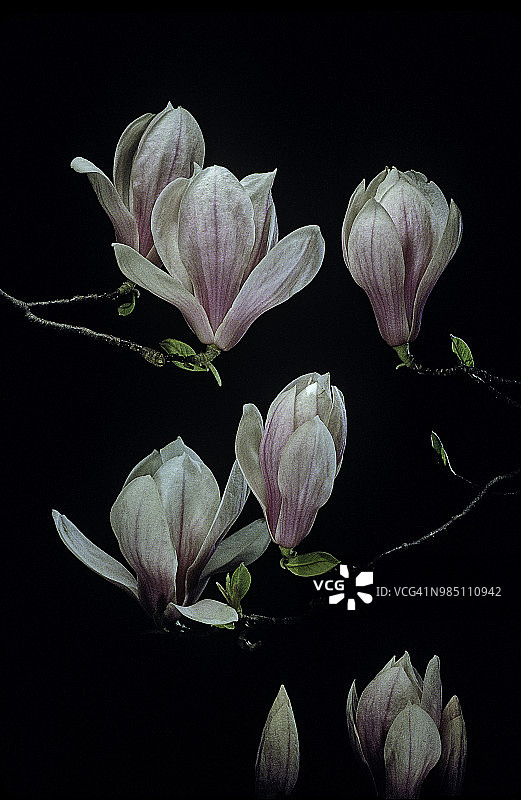 玉兰花图片素材