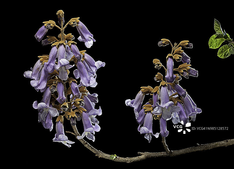 泡桐（毛泡桐，公主树，皇家泡桐）- 花朵图片素材