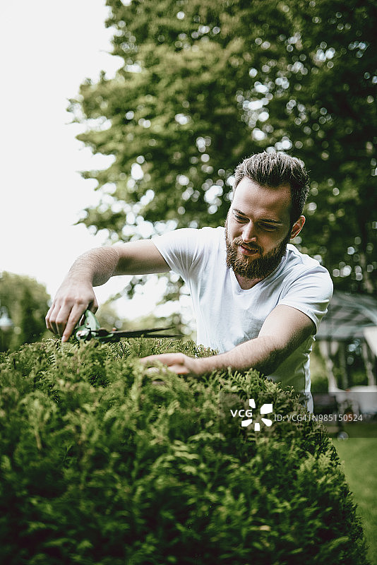 在后院树篱上工作的男园丁图片素材