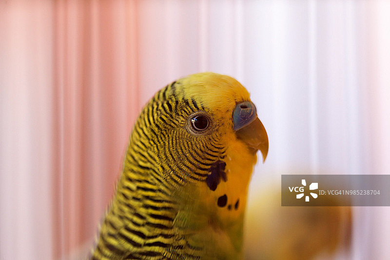 虎皮鹦鹉特写，背景选择性聚焦。鸟笼中的绿色虎皮鹦鹉。鹦鹉。图片素材