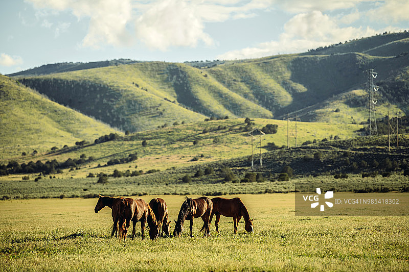 犹他州的野马图片素材