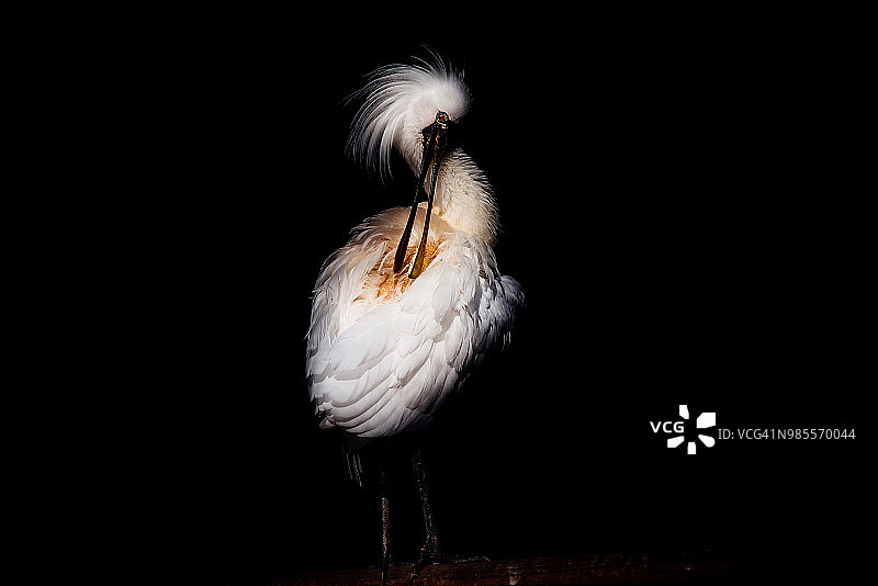 黑脸琵鹭图片素材