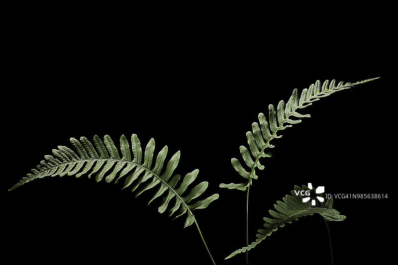 普通多足蕨图片素材