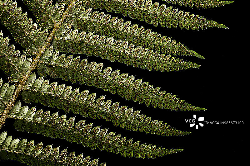 软盾蕨的孢子囊图片素材