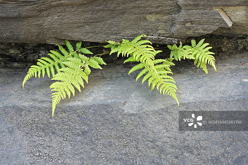 从两块巨石之间长出的蕨类植物。一张近距离的宏观全彩色水平图像。夸祖鲁-纳塔尔省德拉肯斯堡uKhahlamba国家公园,皇家纳塔尔。图片素材
