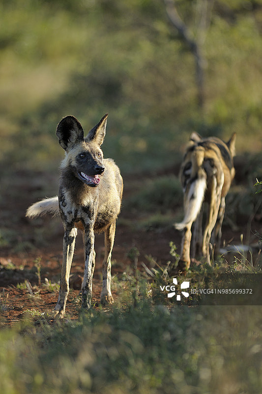 非洲野犬群栖息于自然栖息地。非洲野犬，也被称为非洲猎犬、非洲彩绘犬、彩绘猎犬或彩绘狼，主要是一种原产于撒哈拉以南非洲的犬科动物图片素材