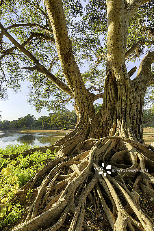 位于林波波河边缘的老树错综复杂的根系，在阳光明媚的午间拍摄。彩色特写竖版照片，地点：博茨瓦纳东部图里荒野猎游区图里地带图片素材