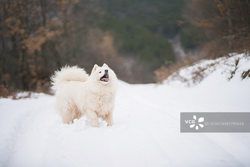 冬季的快乐时光图片素材