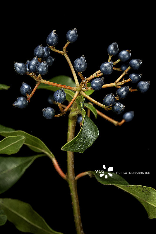 荚蒾锡安（月桂锡安，月桂荚蒾）- 果实图片素材