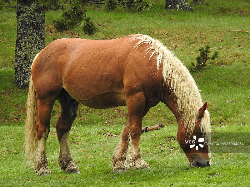 阿伊瓜斯托尔特斯国家公园的马图片素材