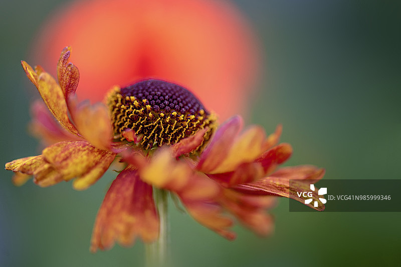 夏季开花的橙色Helenium花特写图片素材
