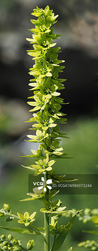 绿藜芦，印度商陆，印度嚏根草，假嚏根草图片素材