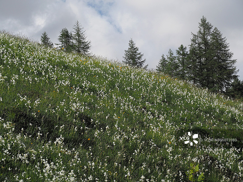 有圣布鲁诺百合的阿尔卑斯牧场图片素材