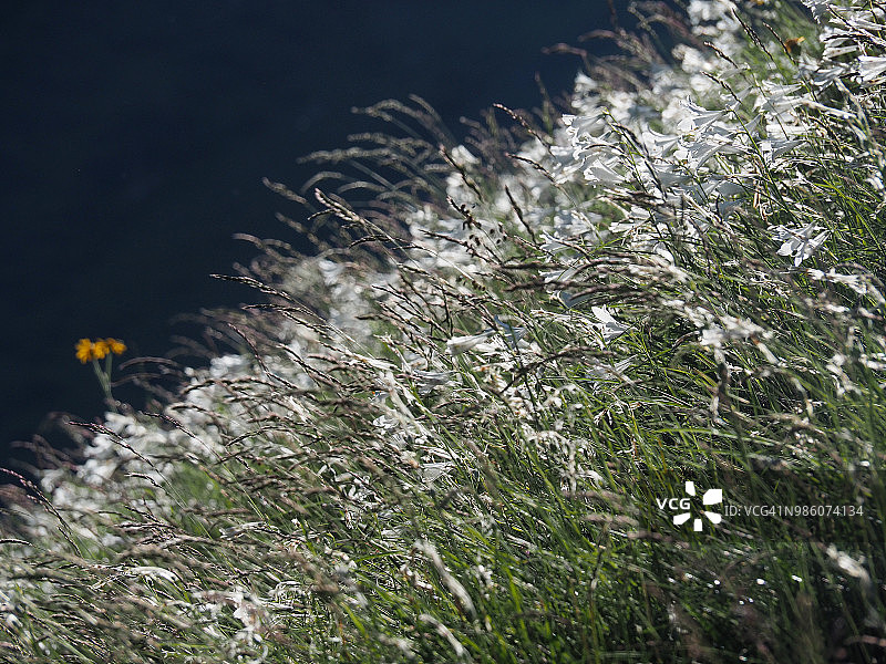 阿尔卑斯牧场上的圣布鲁诺百合图片素材