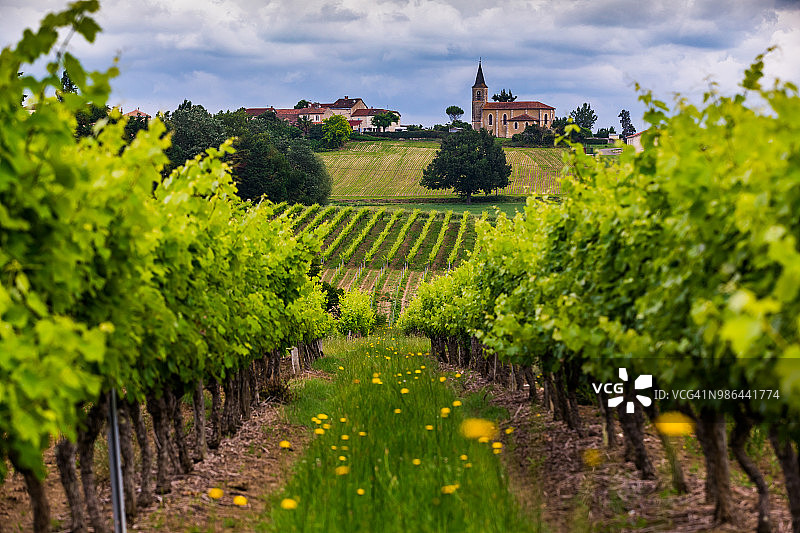 法国加斯科涅的日落葡萄园图片素材