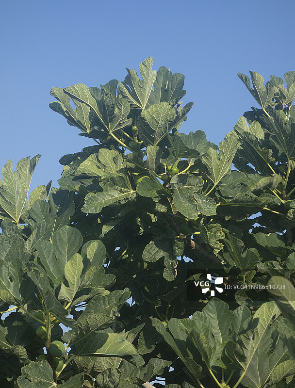 欧洲，希腊，2018年：无花果树上的野生无花果图片素材