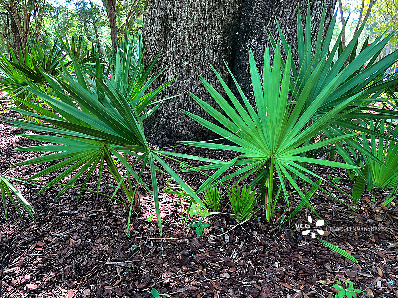 树干周围的锯棕榈植物图片素材