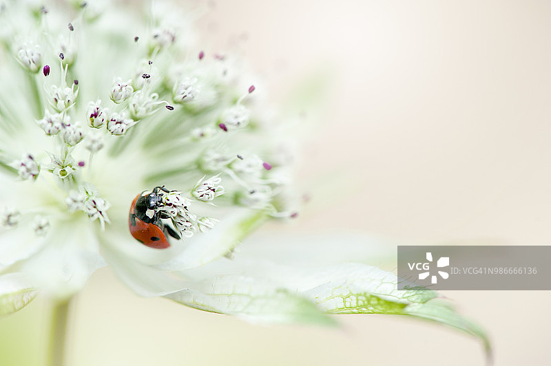 七星瓢虫与白色星芹特写图片素材