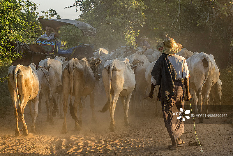 缅甸曼德勒省旧蒲甘日落时分，农民赶着瘤牛和马车图片素材