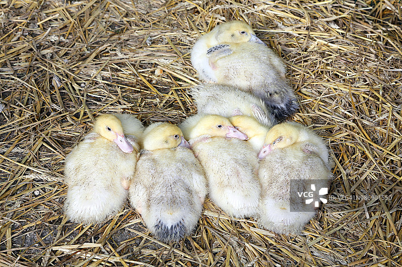 塞纳河和马恩河：库洛米耶奶酪与国际奶酪葡萄酒展览，以及棚舍中的小鸭图片素材