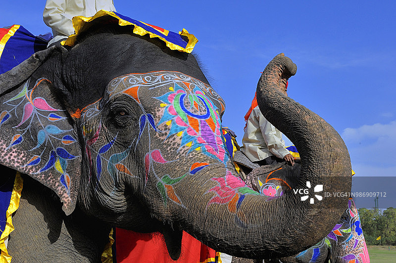 印度拉贾斯坦邦斋浦尔：大象节上装饰一新的象头图片素材