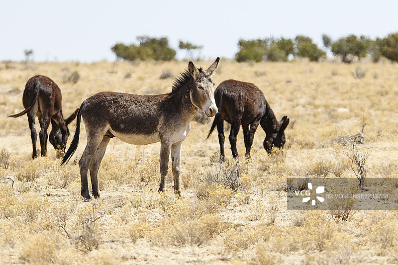 野生驴的领地图片素材