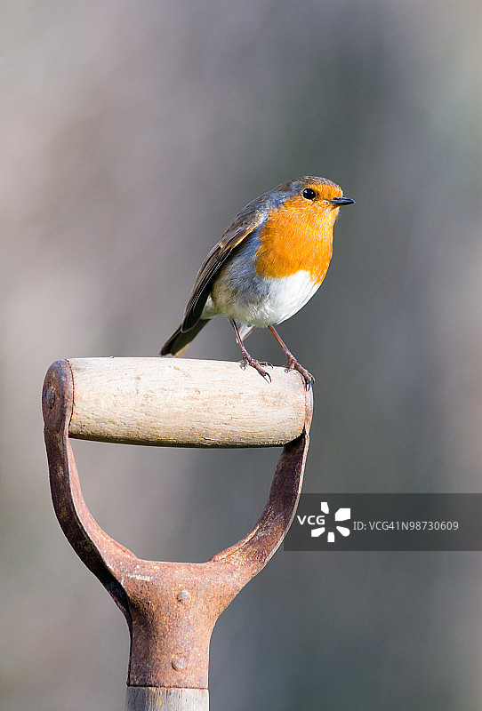 栖息在花园铲子上的知更鸟图片素材
