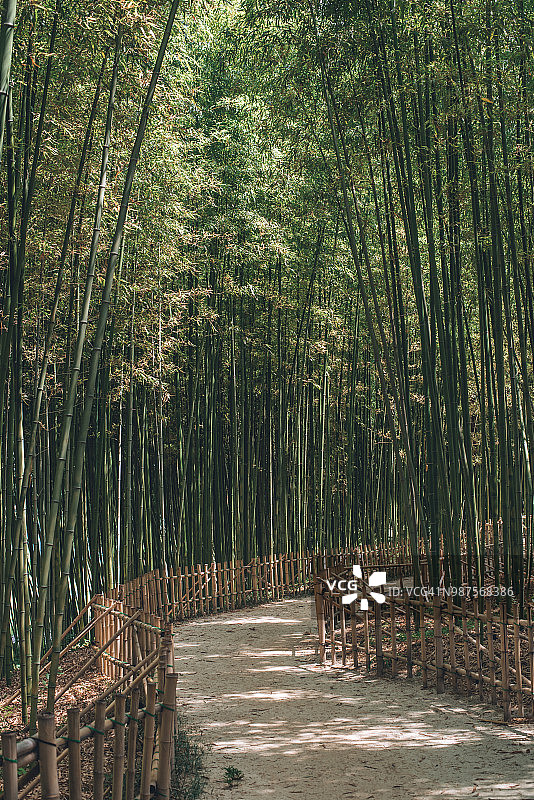 韩国晋州的竹林图片素材