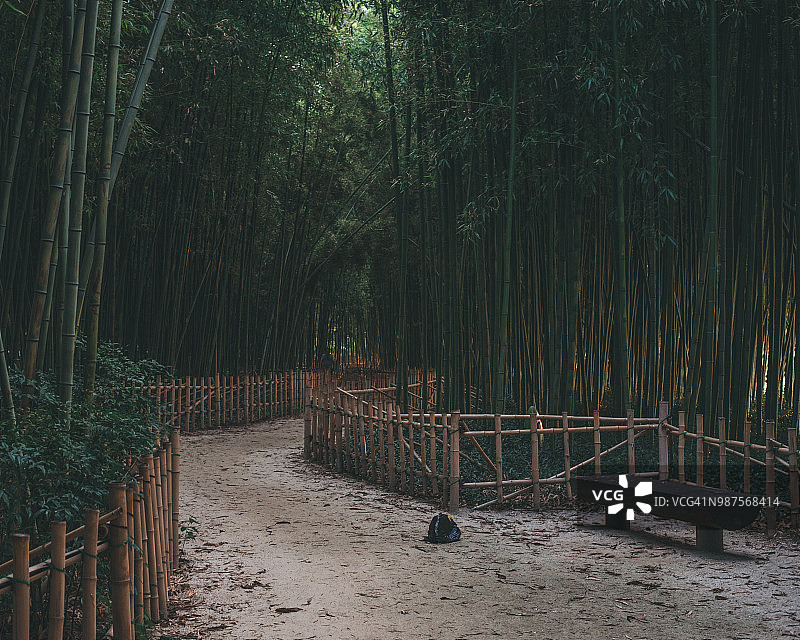 韩国晋州的竹林图片素材