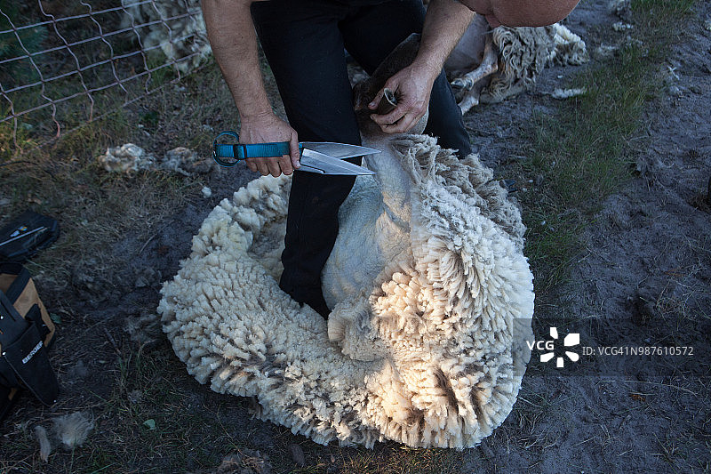 绵羊剃毛图片素材