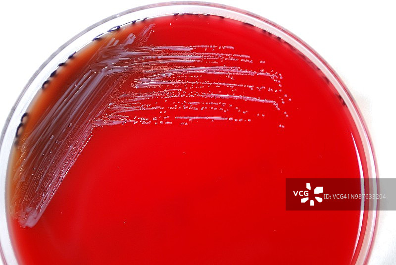 布鲁氏菌图片素材